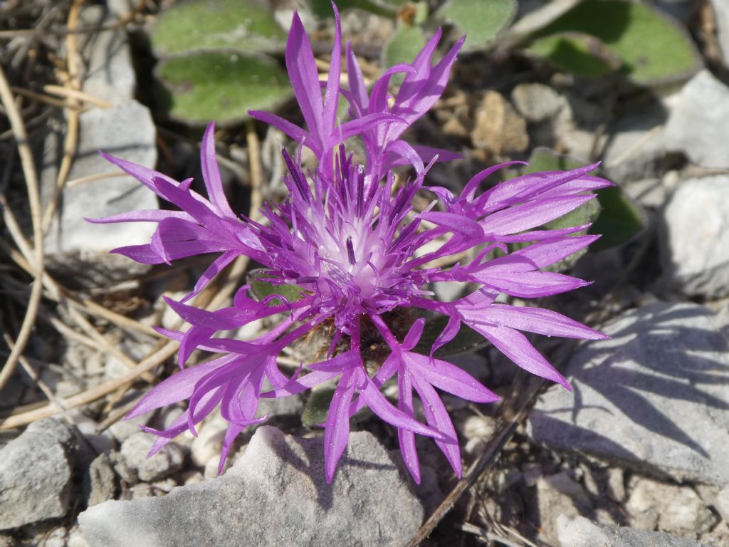 Centaurea montis-borlae / Centaurea del Monte Borla